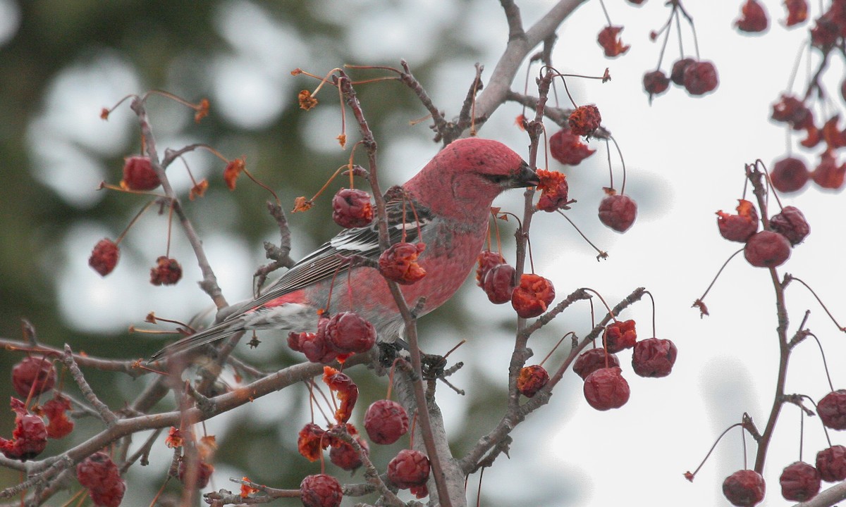 Pine Grosbeak - ML629063757