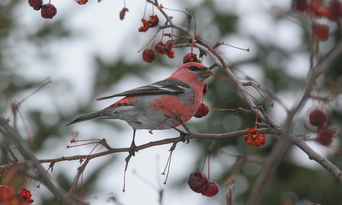 Pine Grosbeak - ML629063758