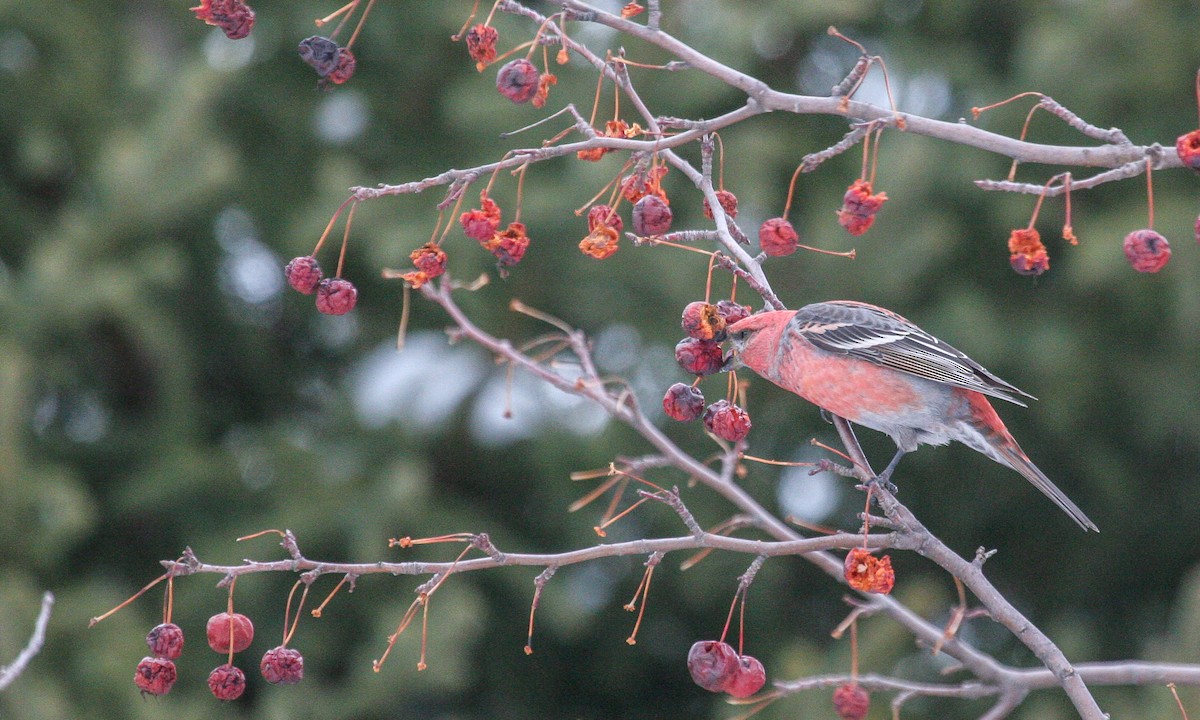 Pine Grosbeak - ML629063759