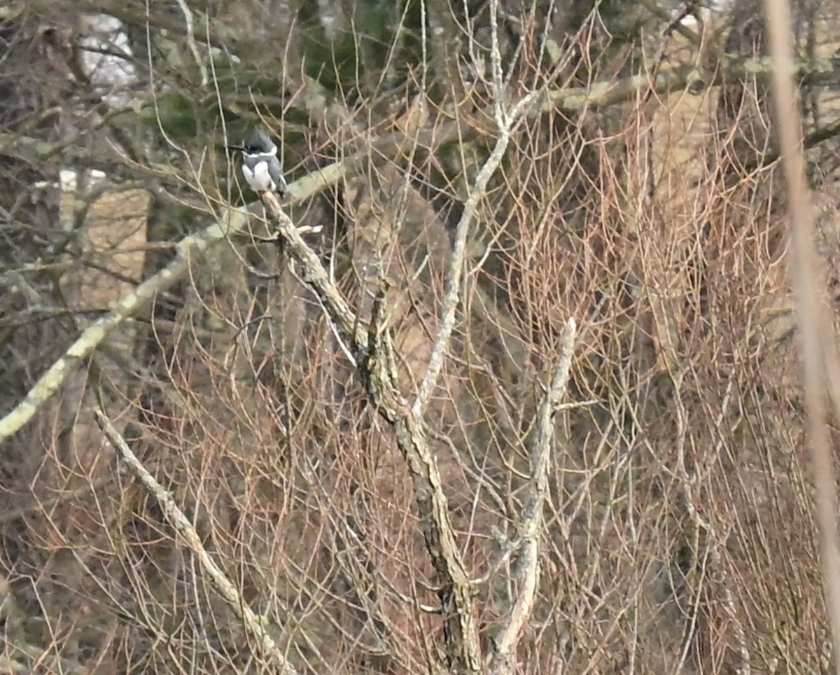 Belted Kingfisher - ML629063798