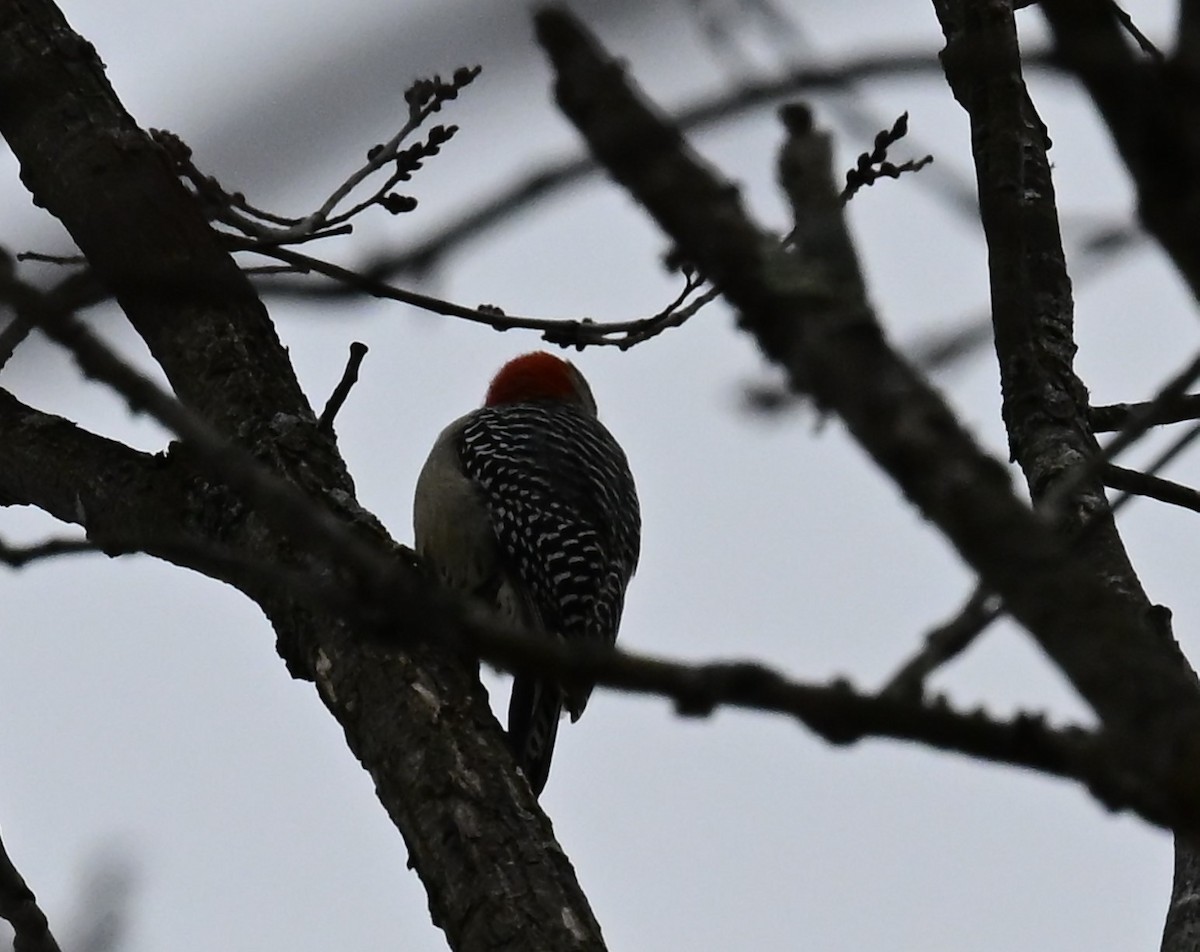 Red-bellied Woodpecker - ML629063809