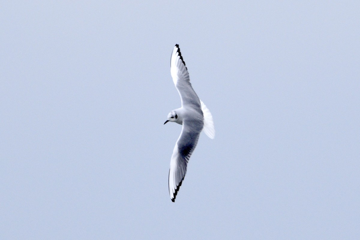 Bonaparte's Gull - ML629063839