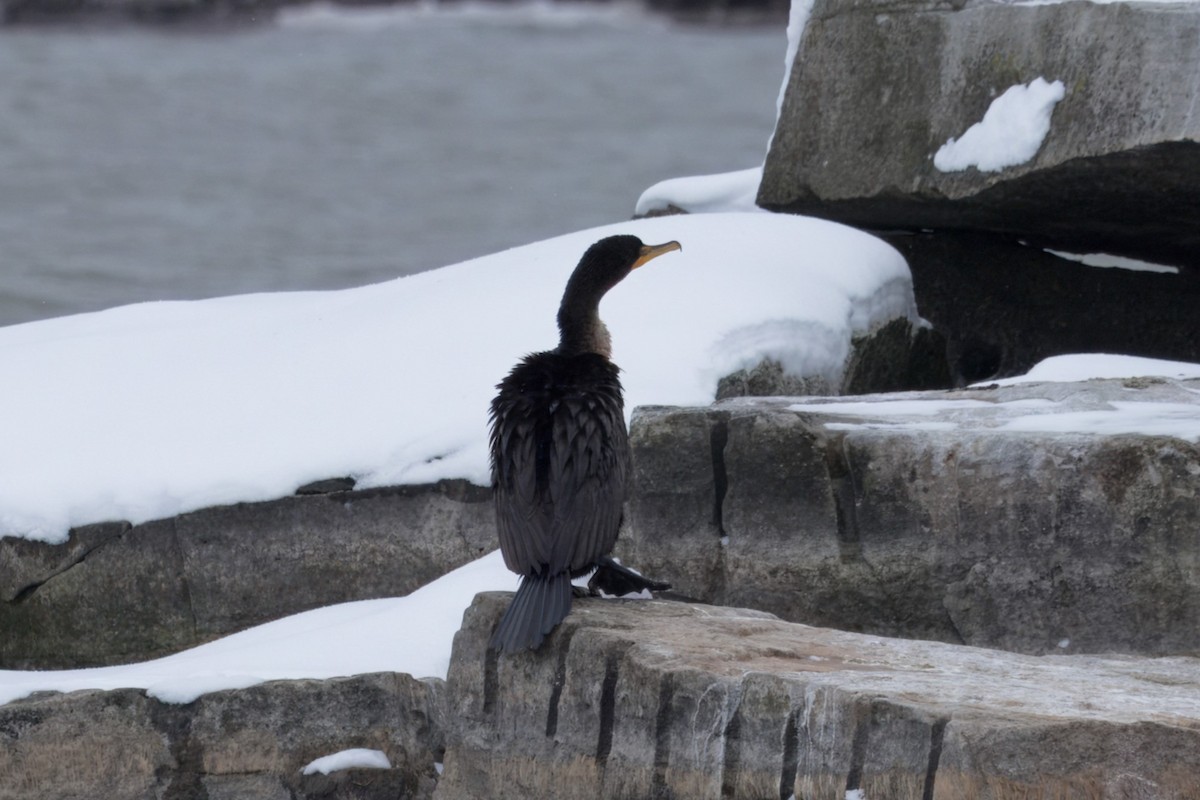 Double-crested Cormorant - ML629063845