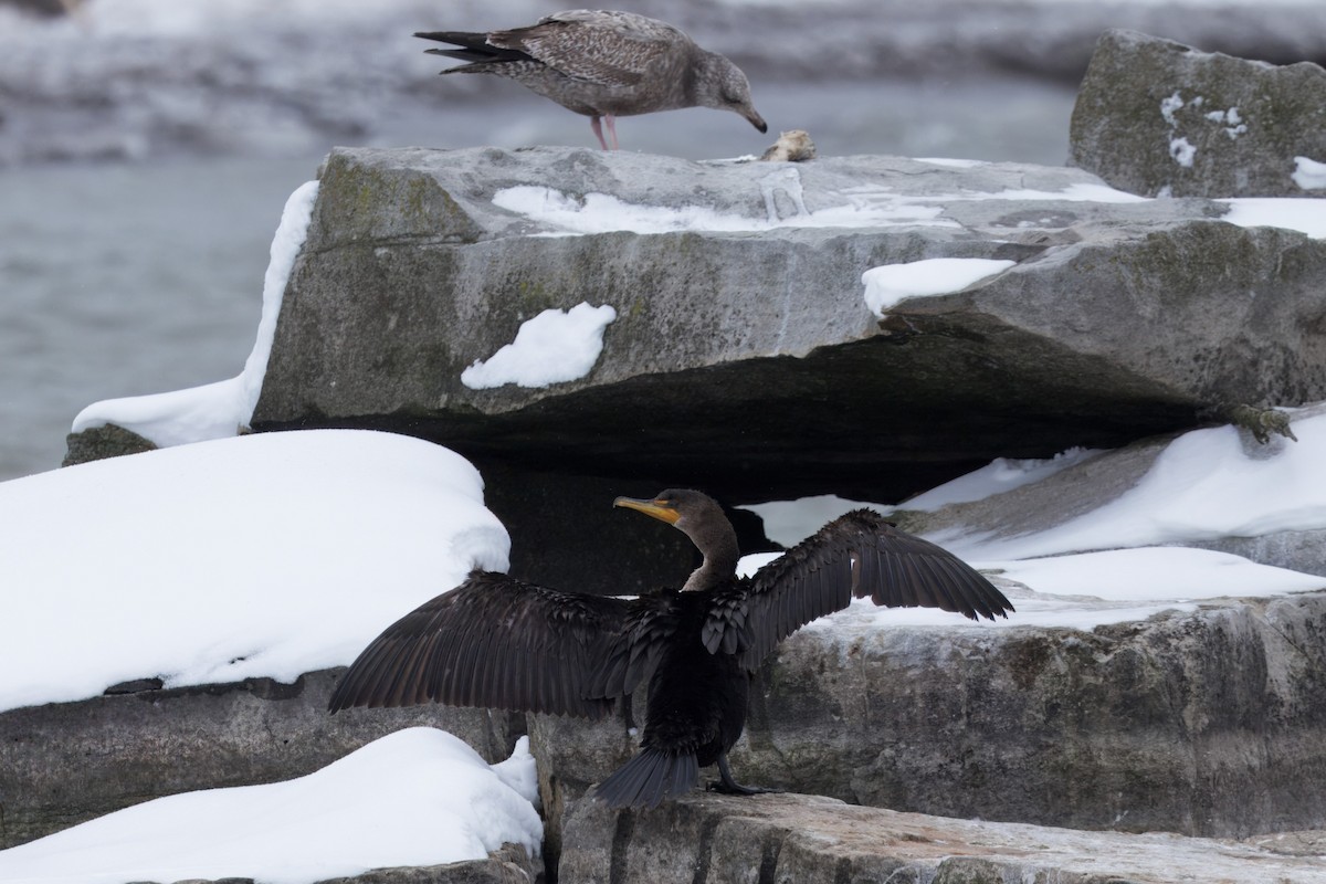 Double-crested Cormorant - ML629063852