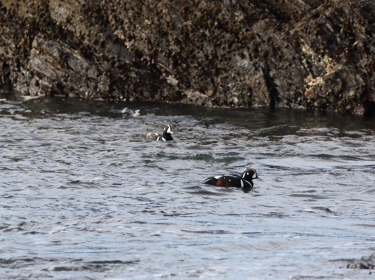 Harlequin Duck - ML629063963