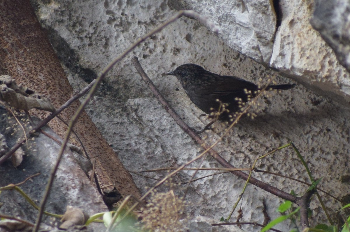 Annam Limestone Babbler - ML629064022