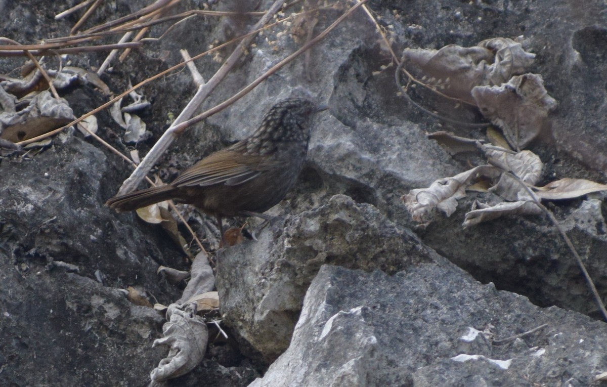 Annam Limestone Babbler - ML629064023