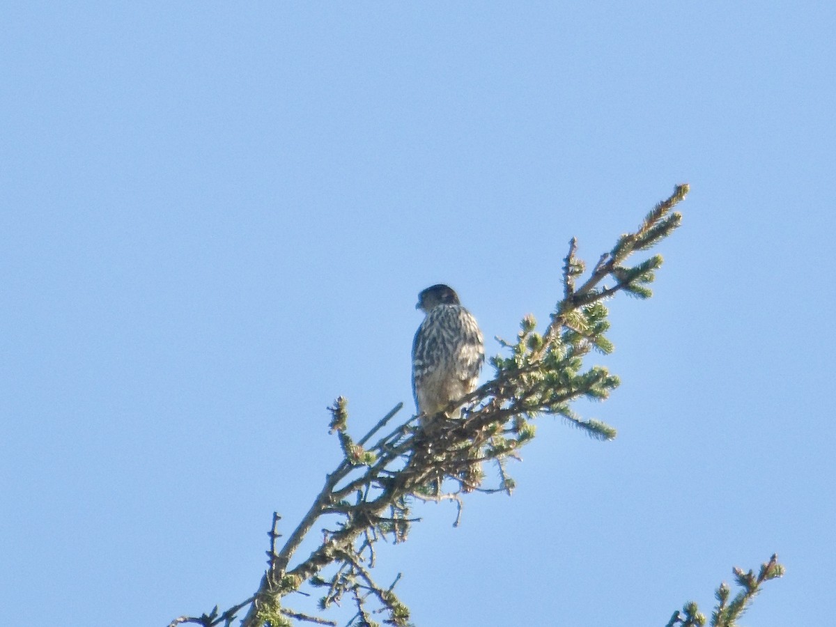 Хайргууна шонхор - ML629064055