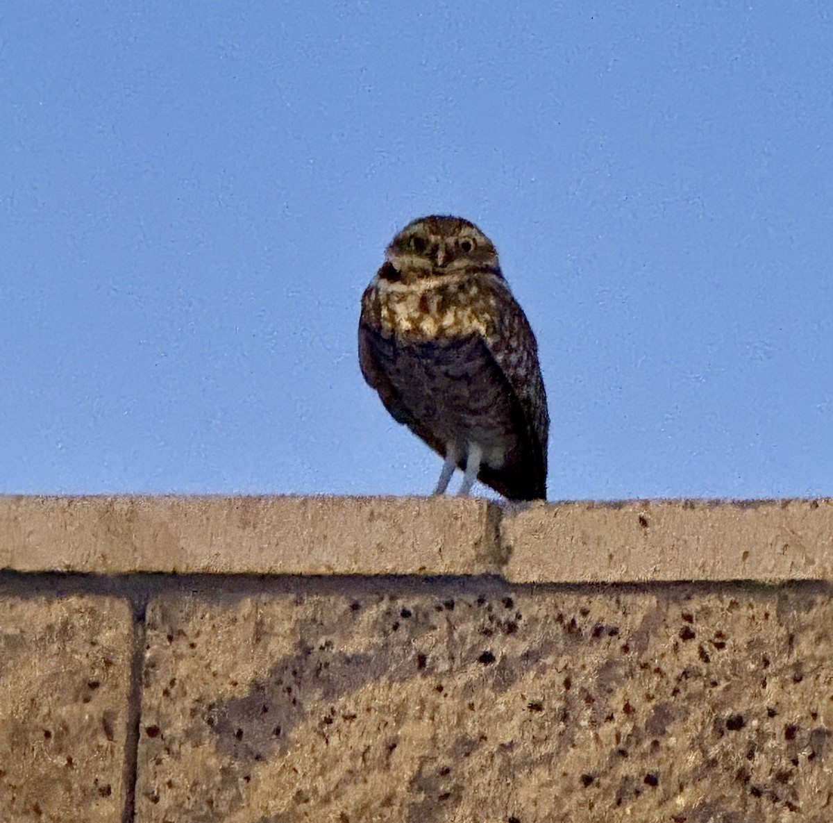 Burrowing Owl - ML629064095