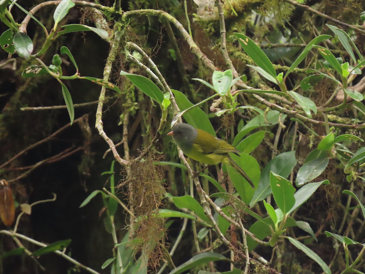 Pink-billed Cnemoscopus - ML629064109