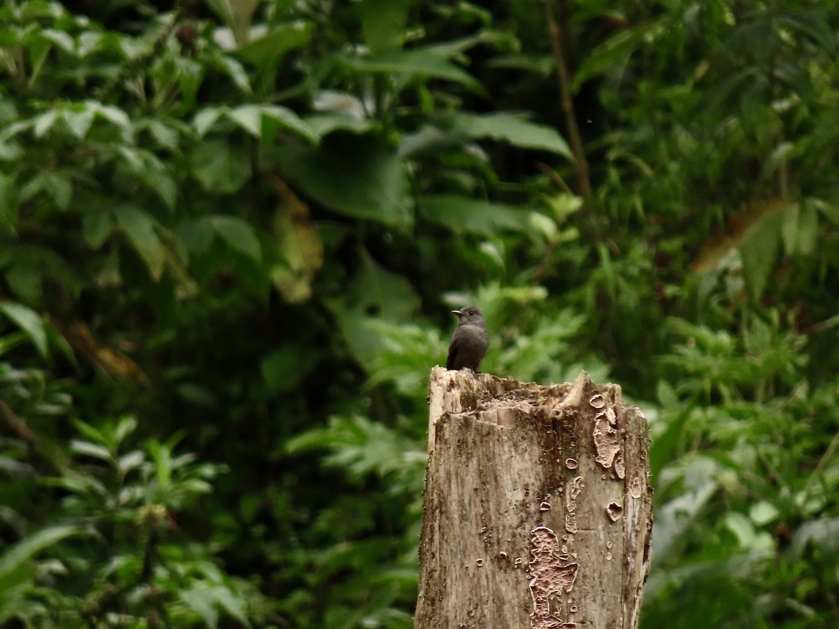 Smoke-colored Pewee - ML629064316