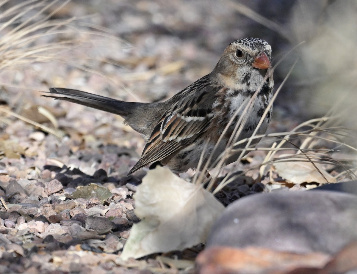 Harris's Sparrow - ML629064350