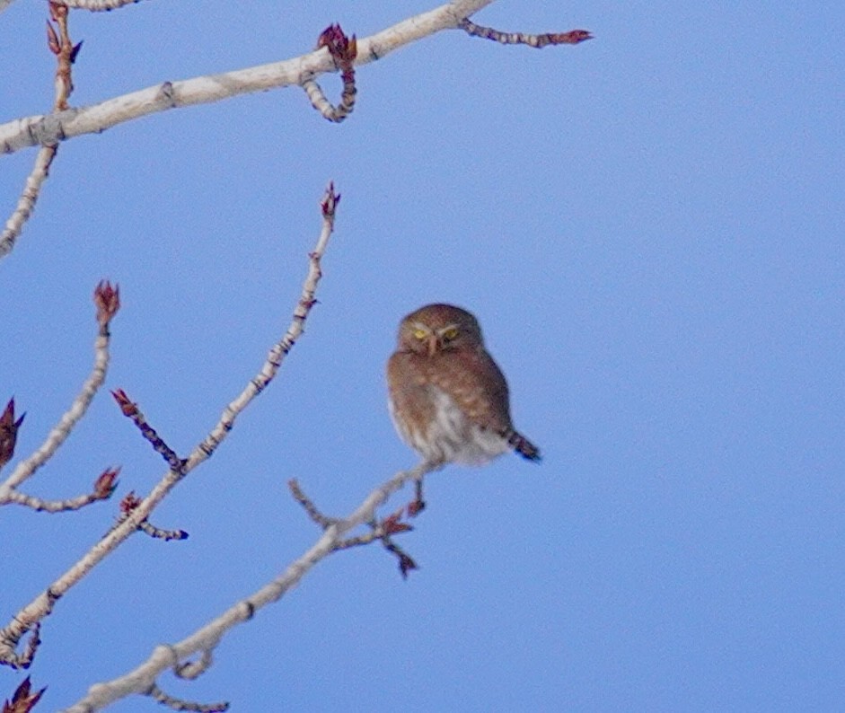 Northern Pygmy-Owl - ML629064483