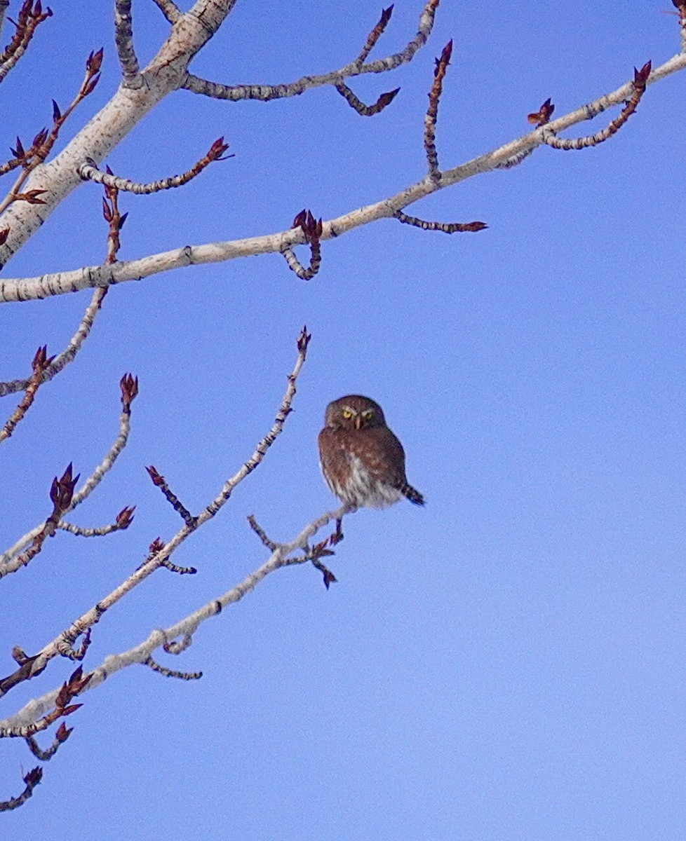 Northern Pygmy-Owl - ML629064484