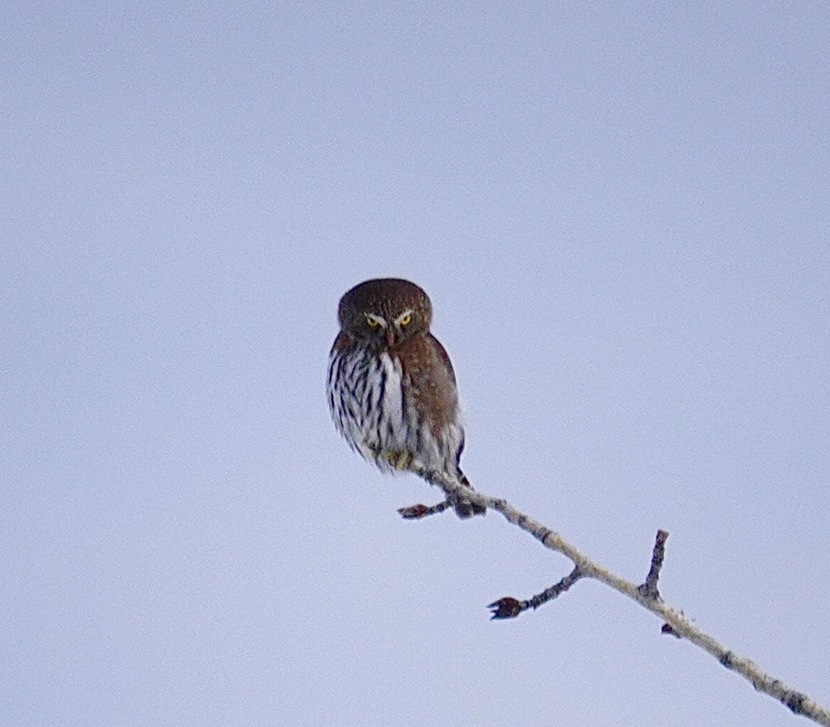 Northern Pygmy-Owl - ML629064485