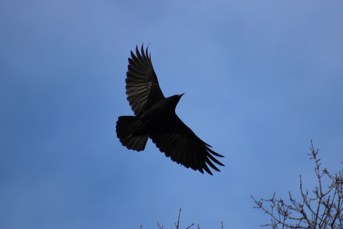 Fish Crow - ML629064678