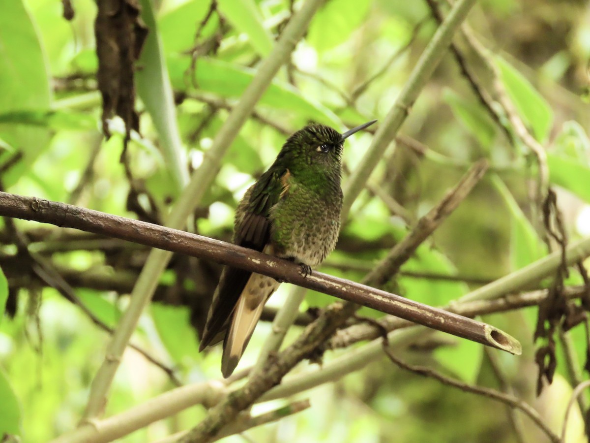Buff-tailed Coronet - ML629064714