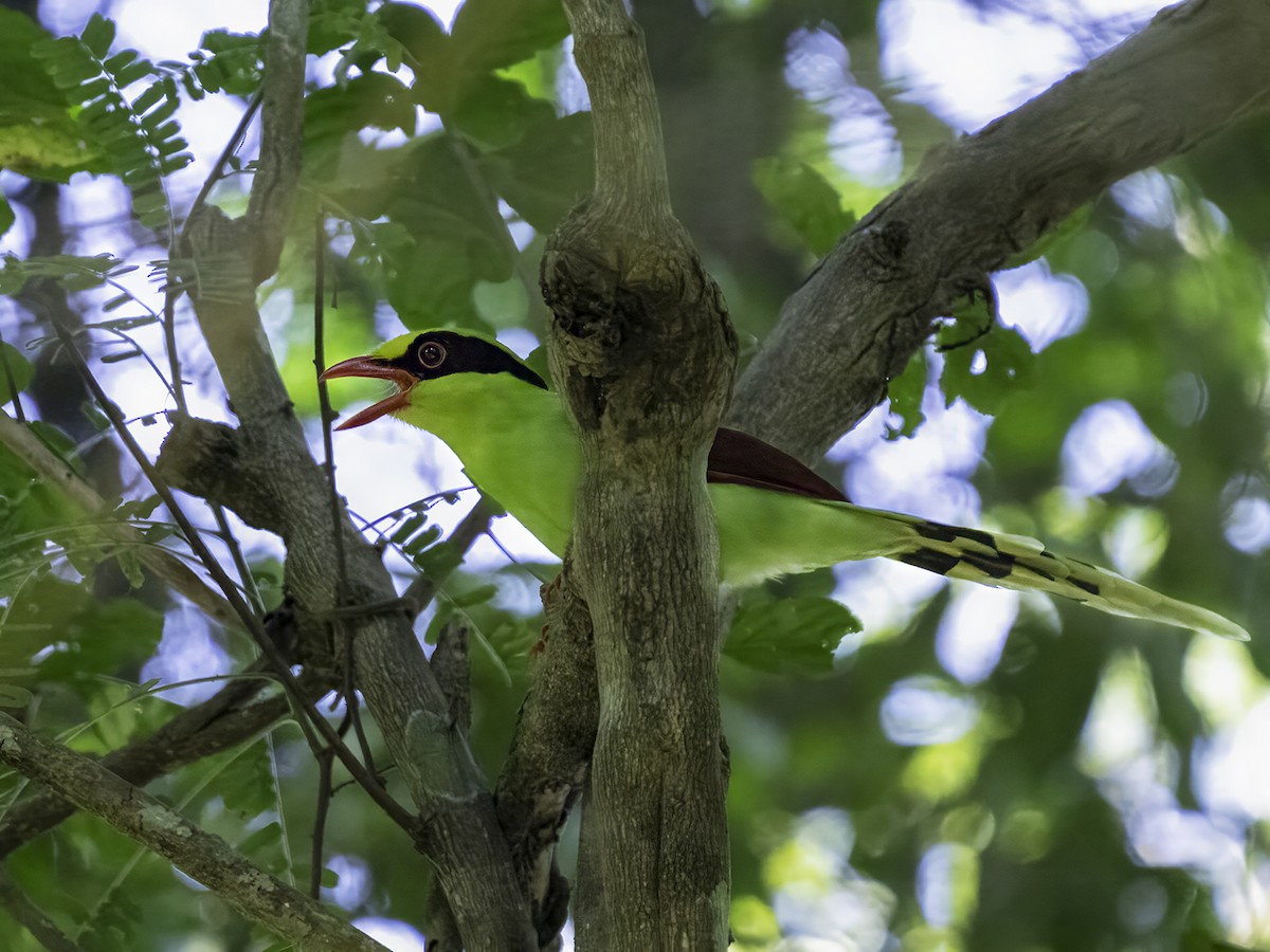 Common Green-Magpie - ML629064831