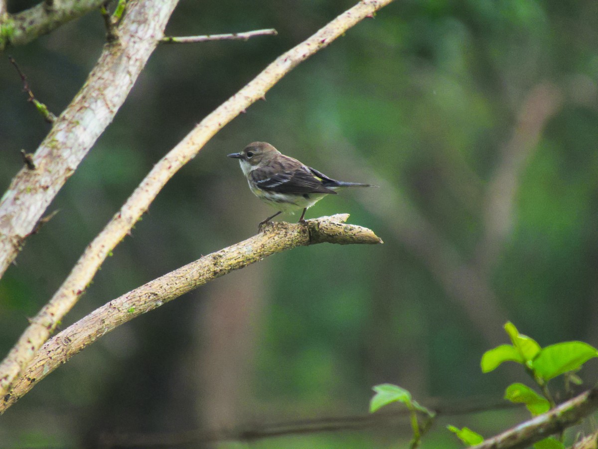 Yellow-rumped Warbler - ML629064848