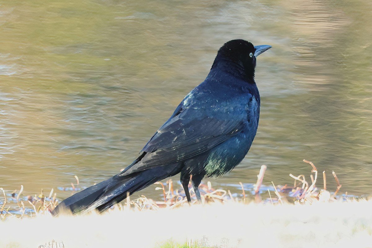 Boat-tailed Grackle - ML629064884