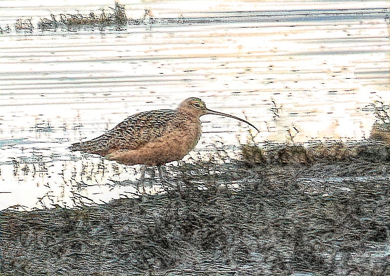 Long-billed Curlew - ML629064923