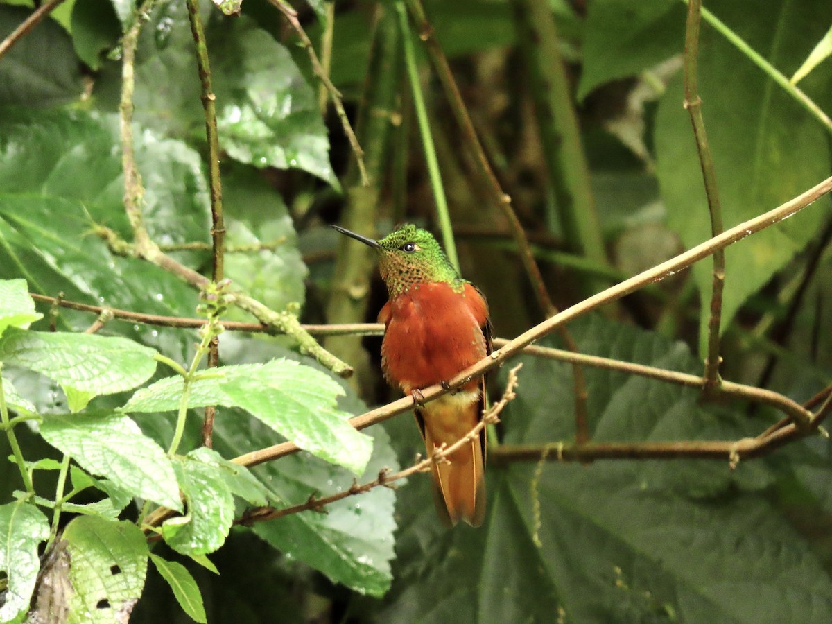 Chestnut-breasted Coronet - ML629064931