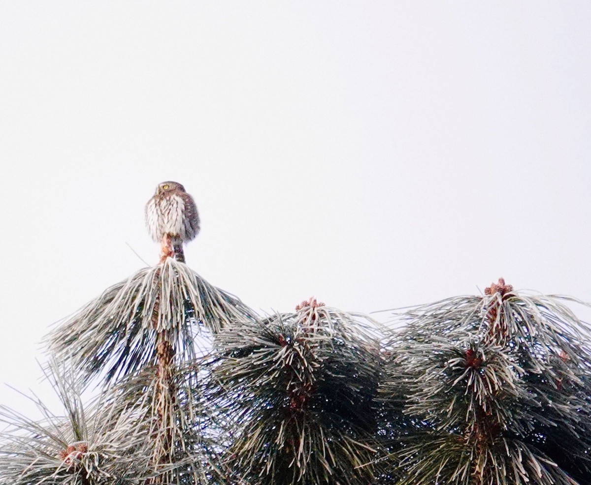 Northern Pygmy-Owl - ML629065111