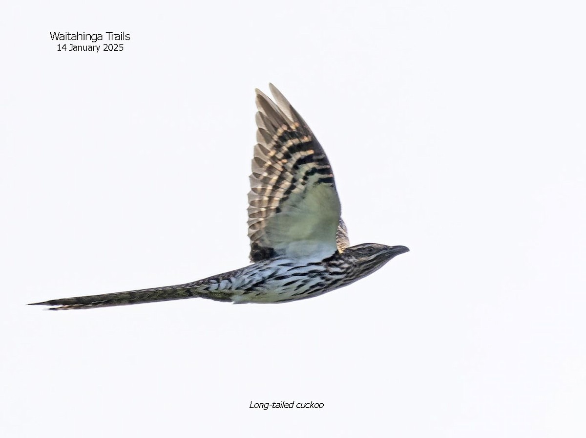 Long-tailed Koel - ML629065125