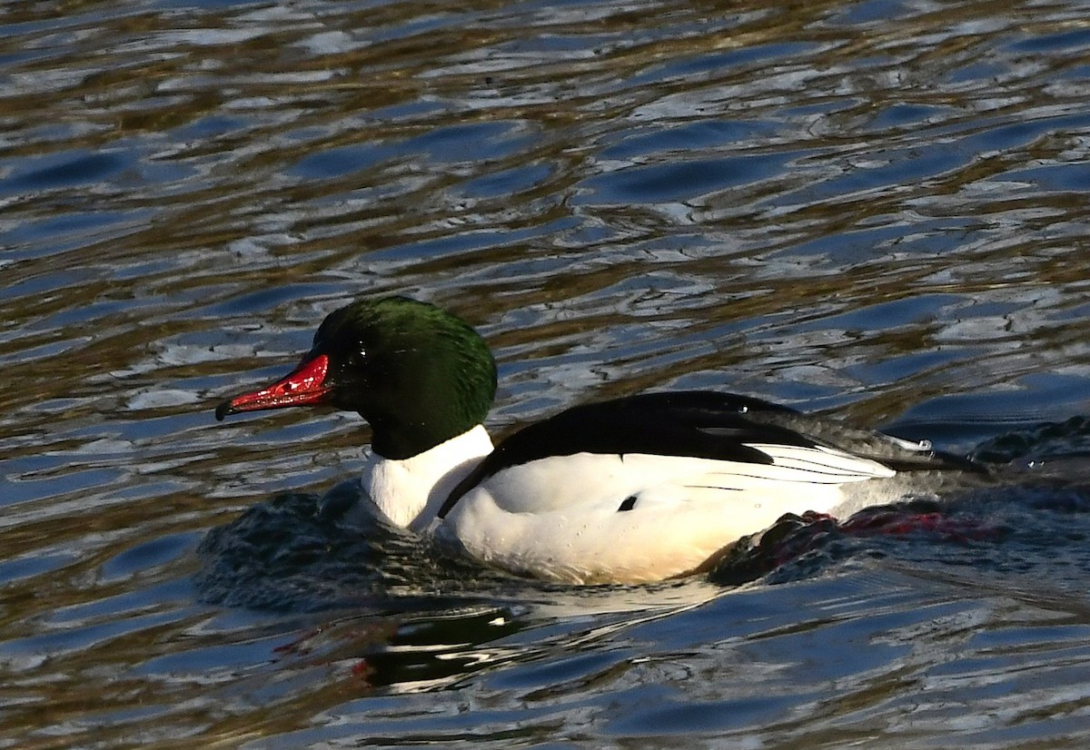 Gänsesäger - ML629065142