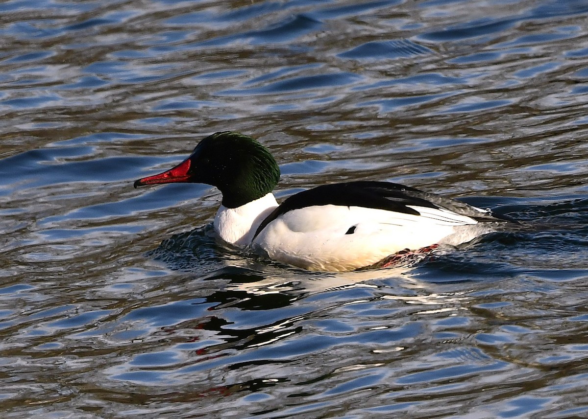 Gänsesäger - ML629065148