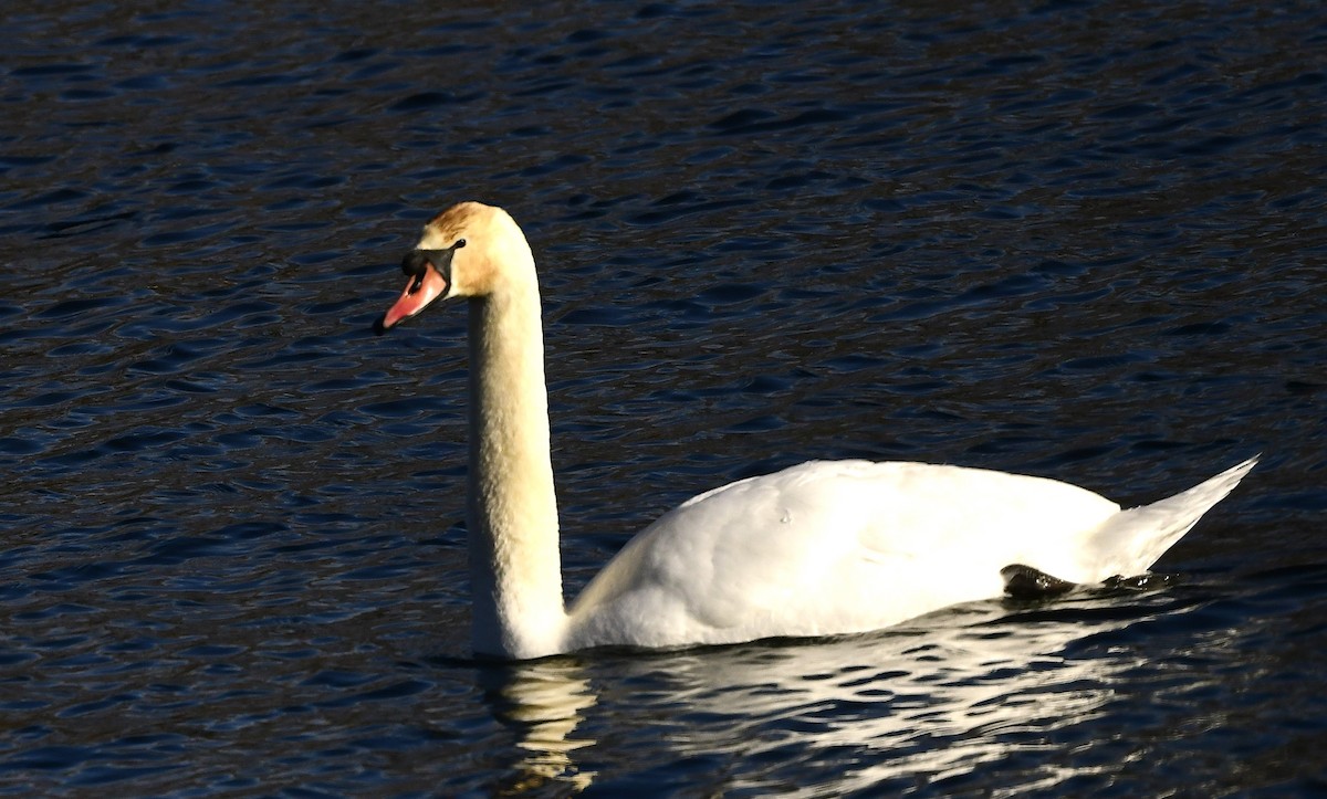 Höckerschwan - ML629065166