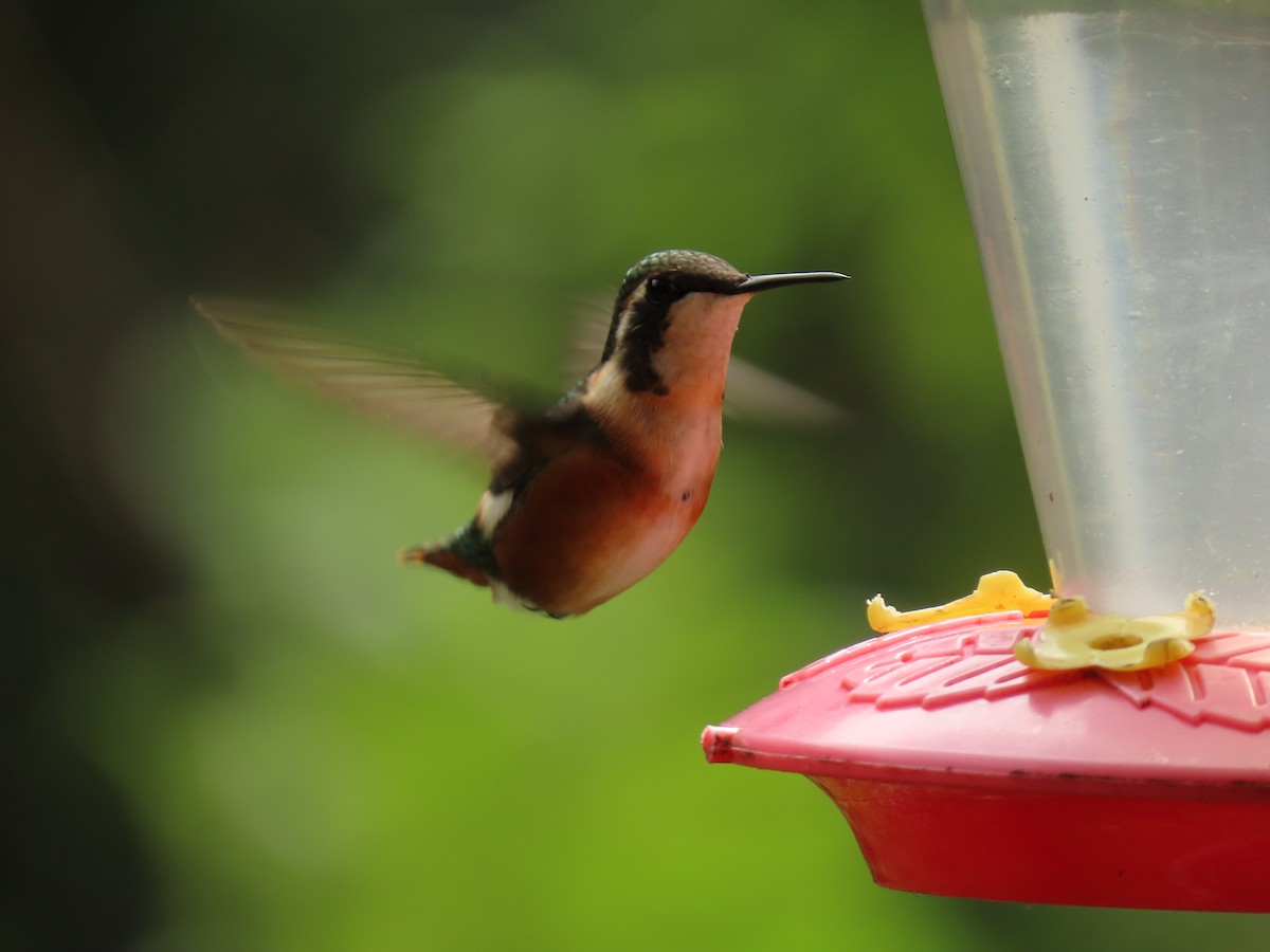 White-bellied Woodstar - ML629065171