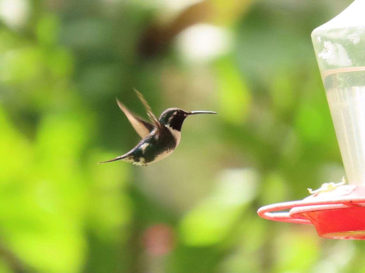 White-bellied Woodstar - ML629065172