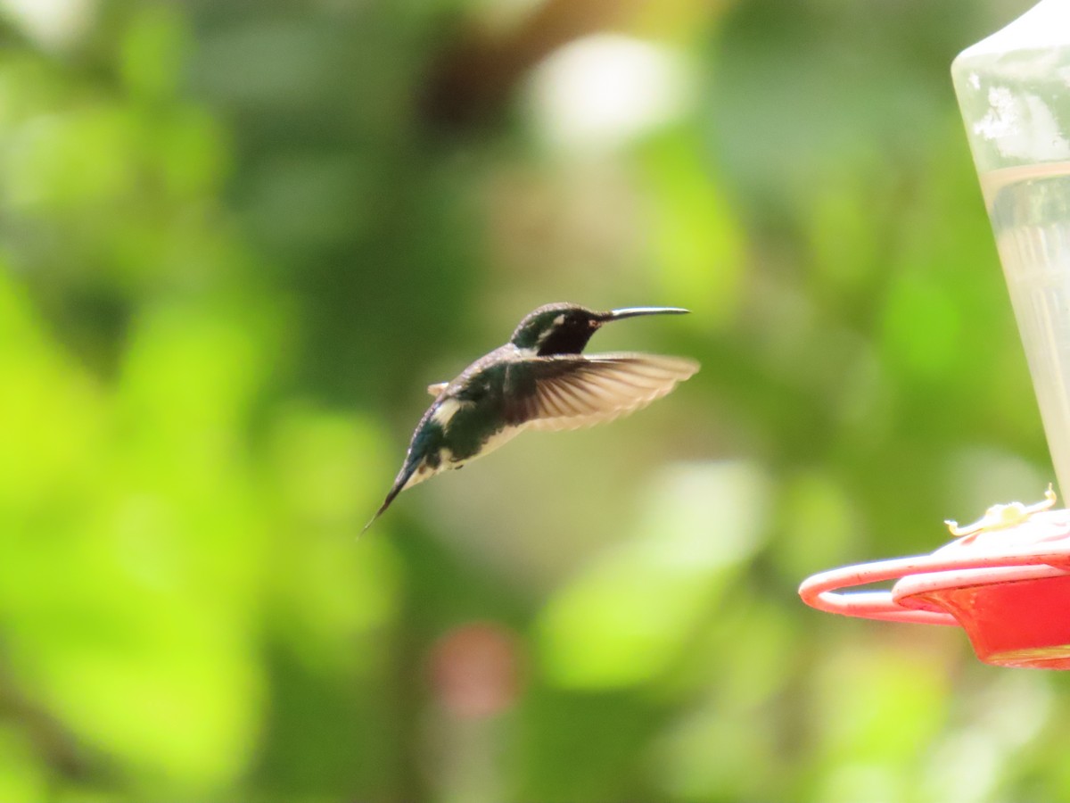 White-bellied Woodstar - ML629065175