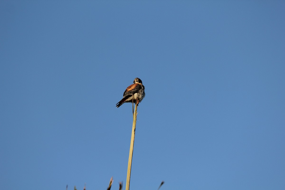 American Kestrel - ML629065182