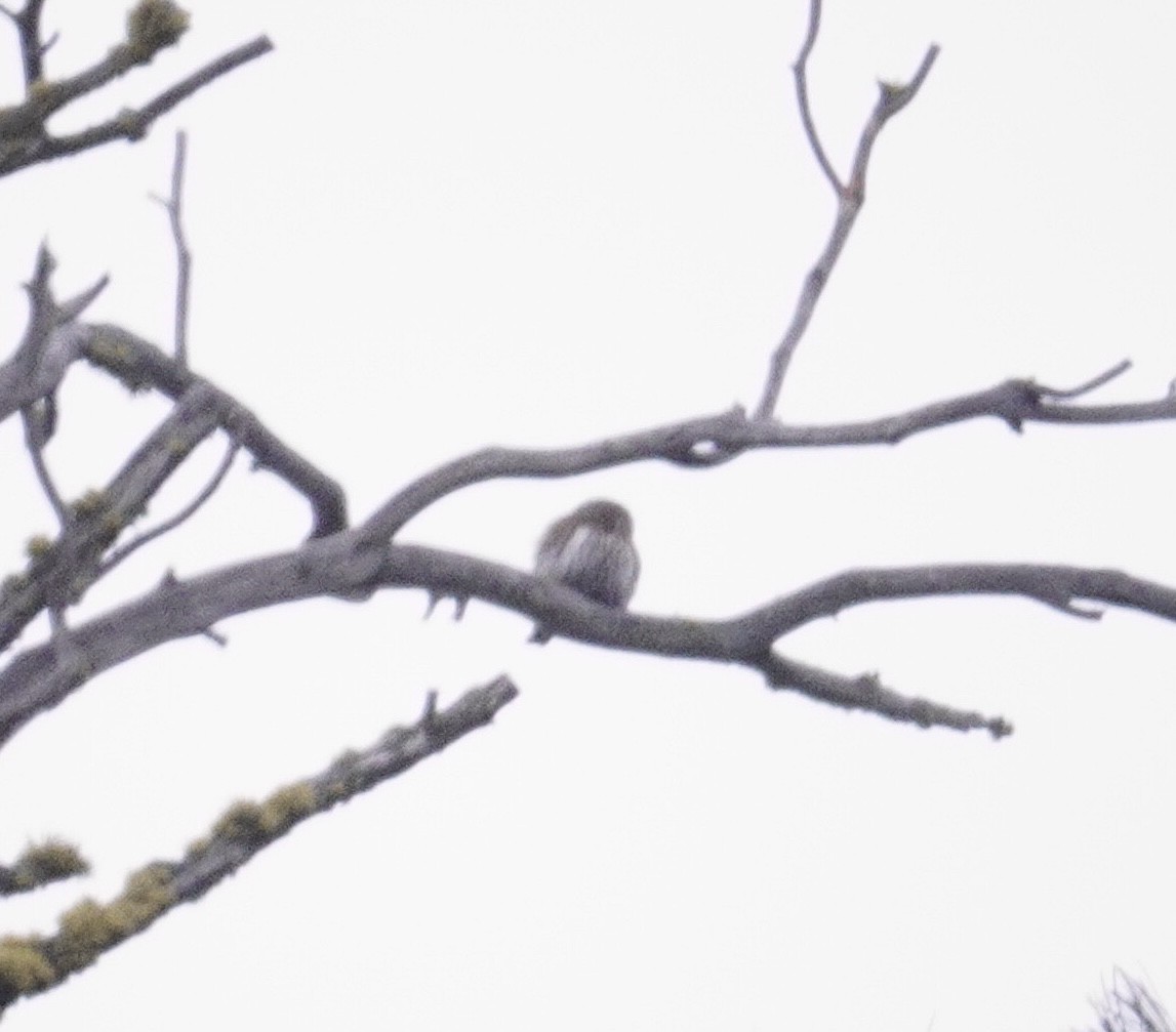 Northern Pygmy-Owl - ML629065209