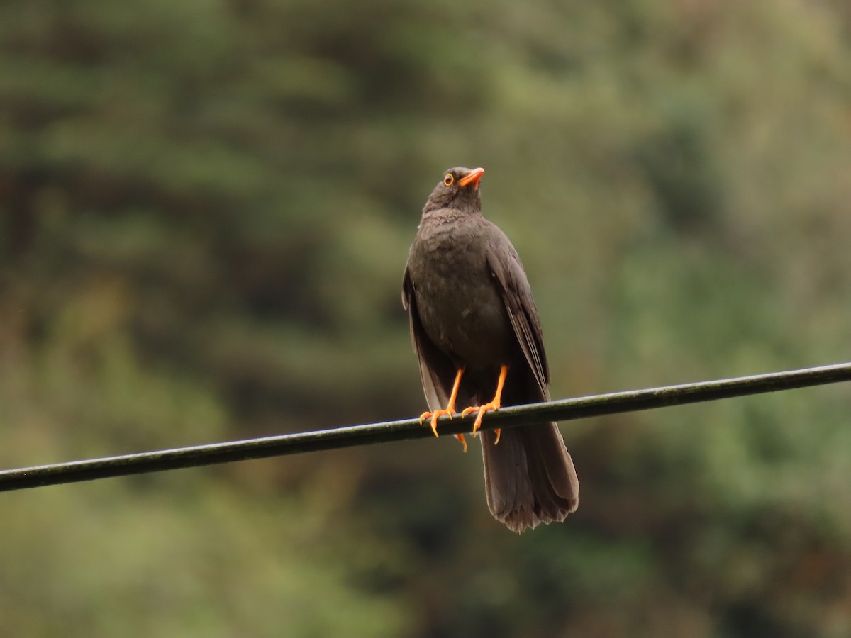 Great Thrush - ML629065228