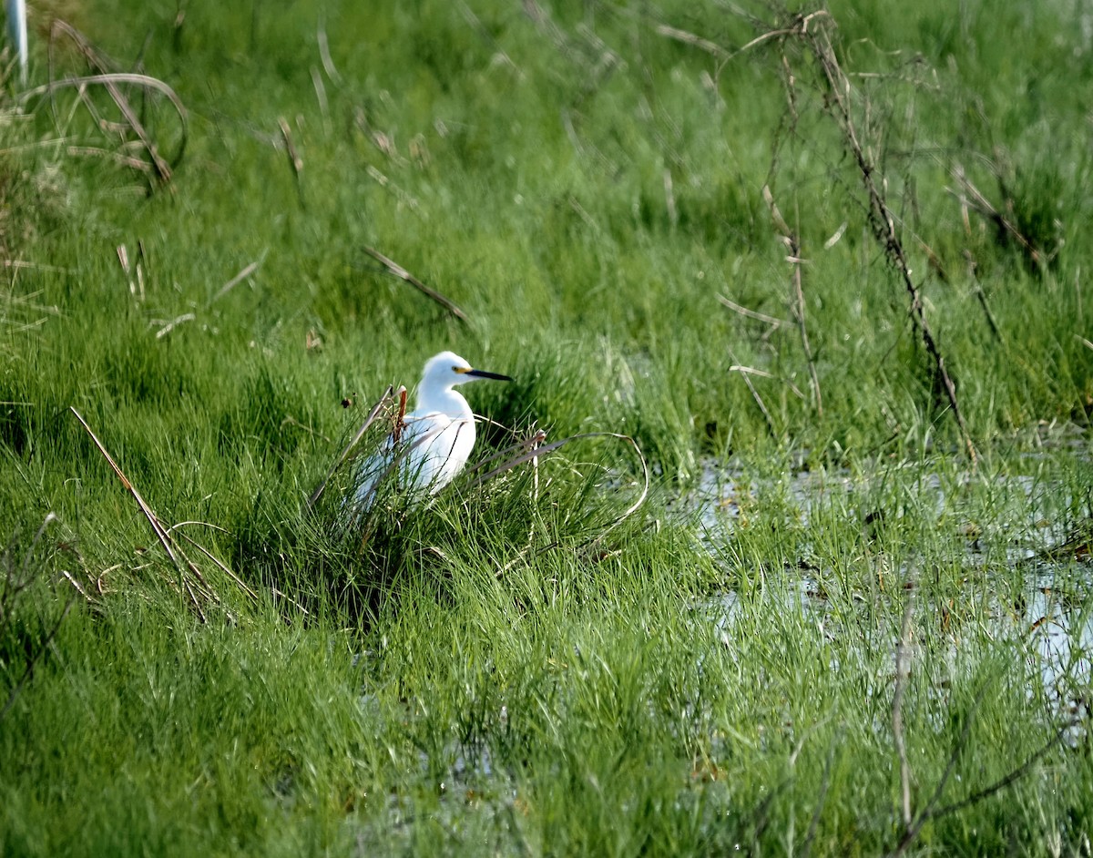 Snowy Egret - ML629065246