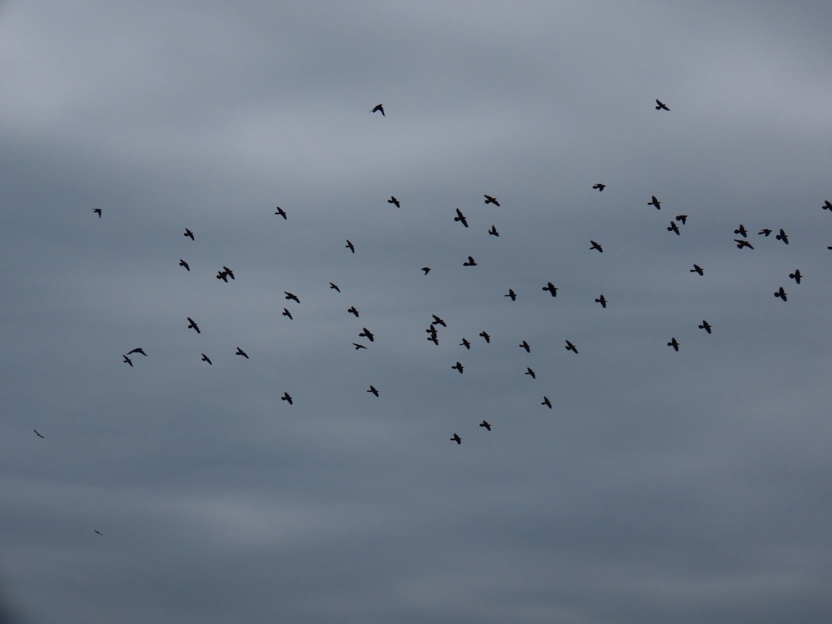 Boat-tailed Grackle - ML629065255