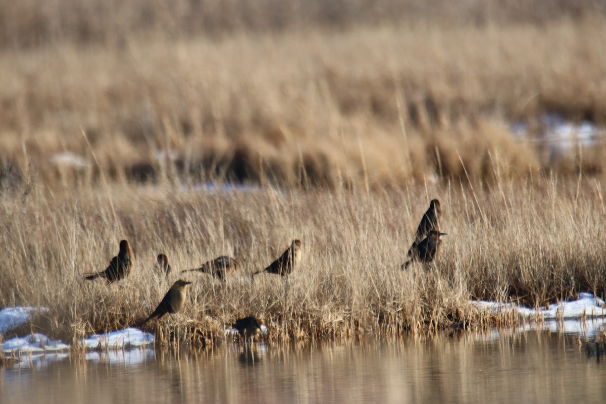 Boat-tailed Grackle - ML629065268