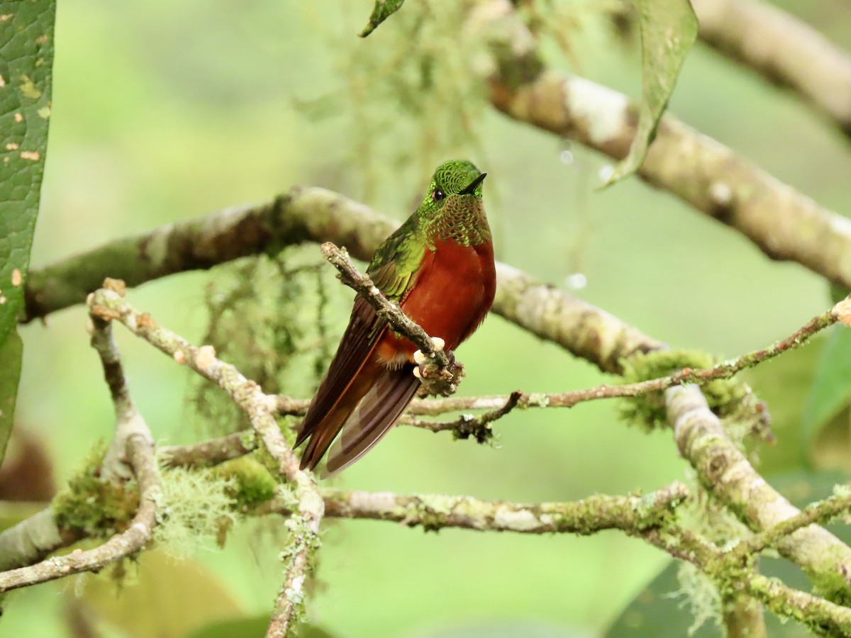 Chestnut-breasted Coronet - ML629065345