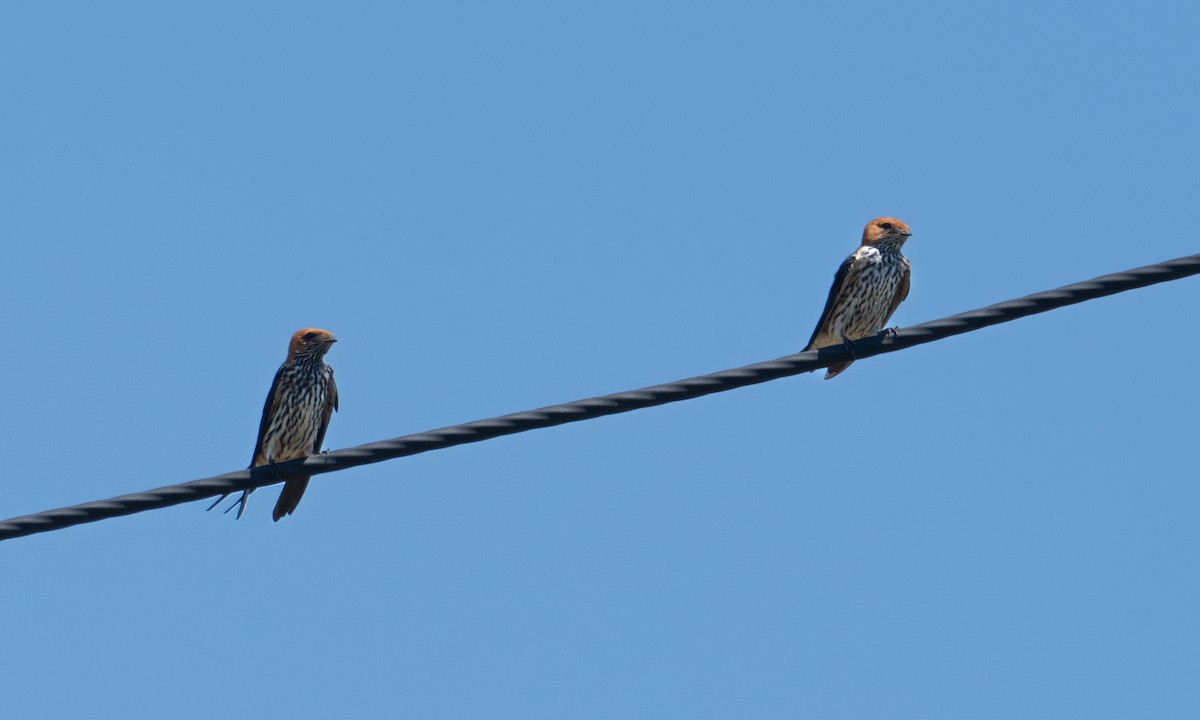 Lesser Striped Swallow - ML629065397