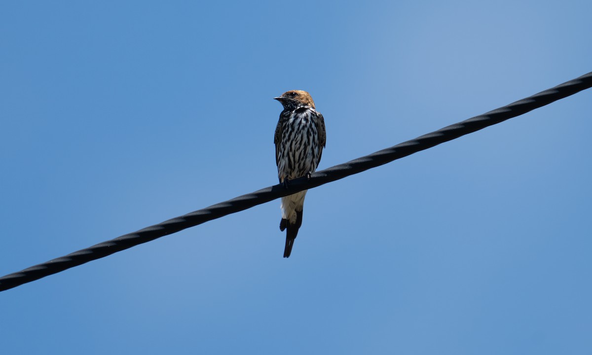 Lesser Striped Swallow - ML629065467