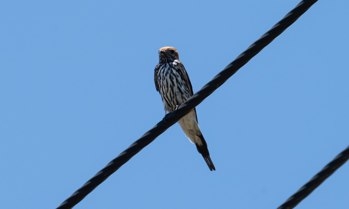 Lesser Striped Swallow - ML629065468