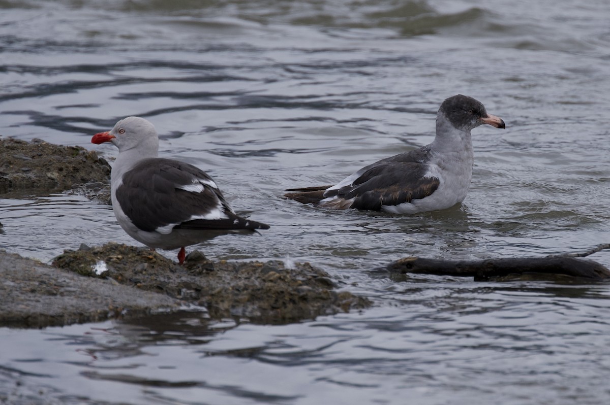 Dolphin Gull - ML629065472