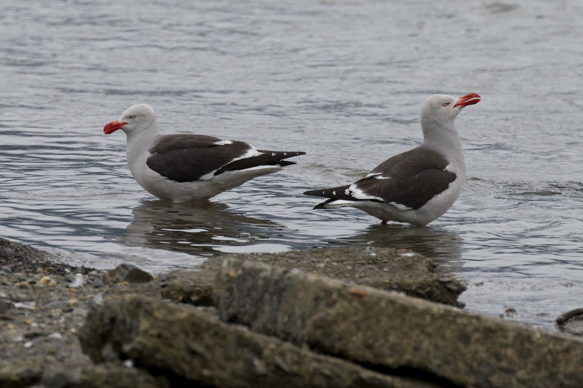 Dolphin Gull - ML629065473