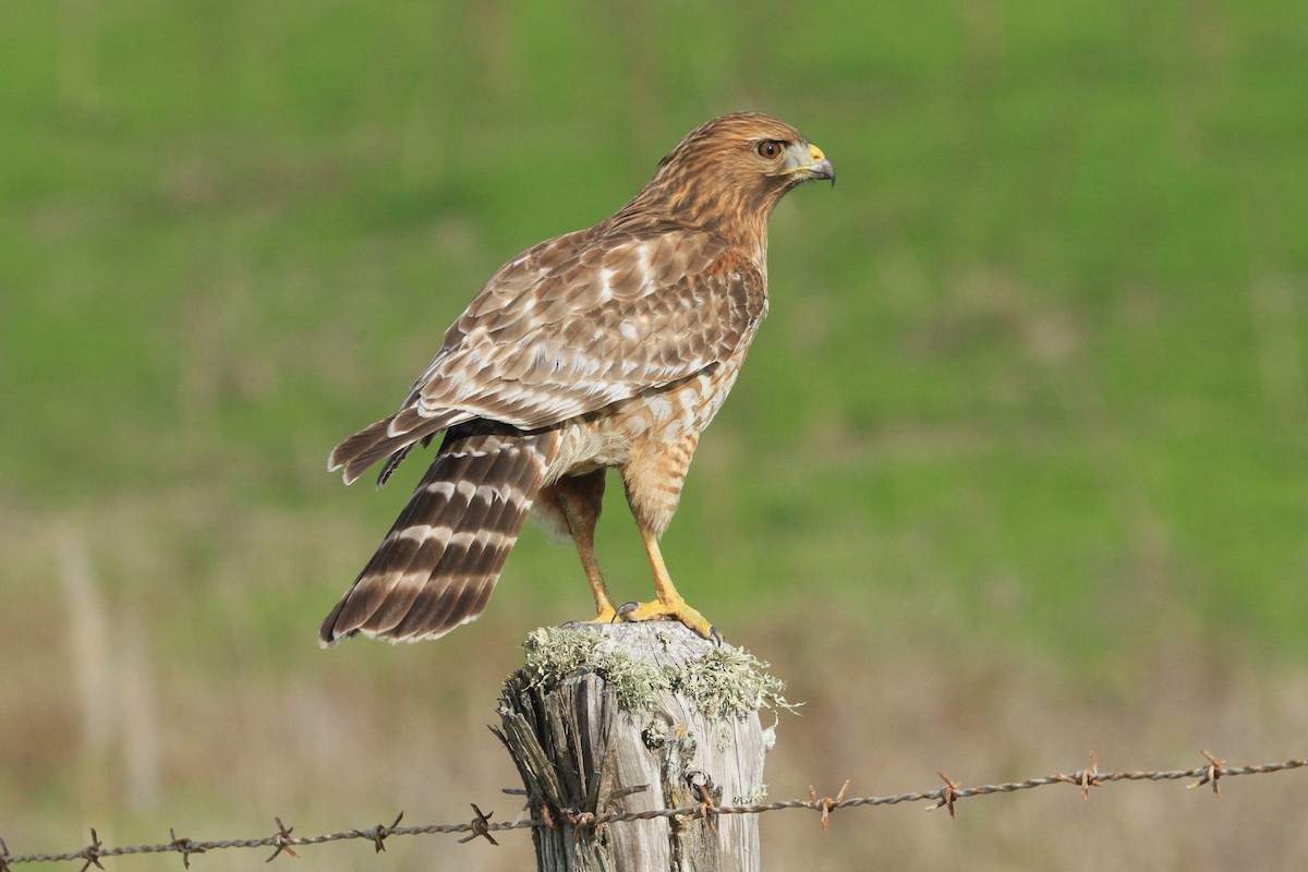 Red-shouldered Hawk - ML629065476