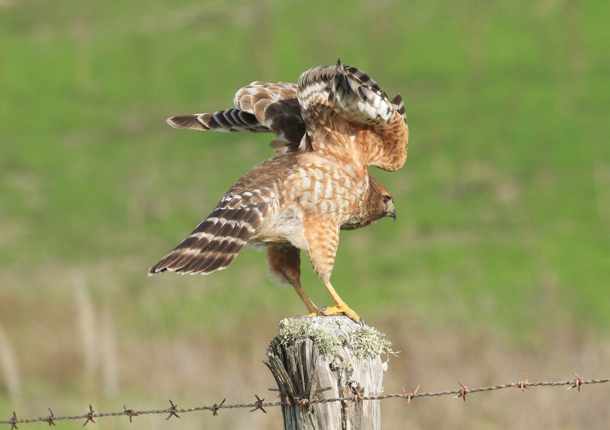Red-shouldered Hawk - ML629065477