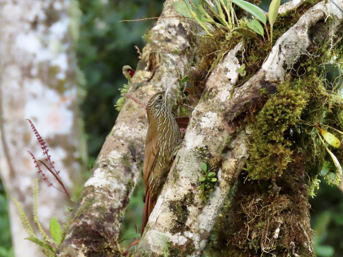 Montane Woodcreeper - ML629065525