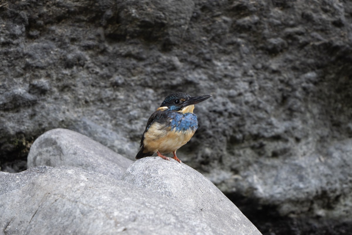 Javan Blue-banded Kingfisher - ML629065645